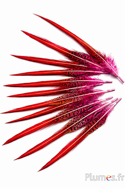 Goudfazant staart - 15-20 cm - roze-rood